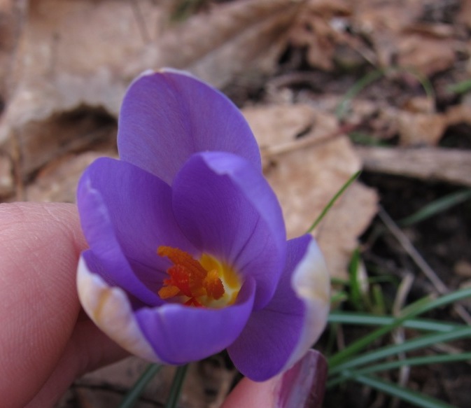 Crocus imperati Ten. / Zafferano d'' Imperato